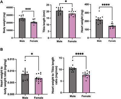 Identifying sex similarities and differences in structure and function of the sinoatrial node in the mouse heart